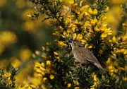 Grasshopper warbler